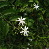 Jasminum auriculatum Vahl